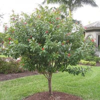 بذور شجرة الجاتروفا الحمراء - Jatropha integerrima