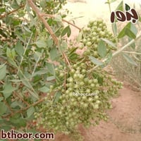 بذور حناء بلدي جملة