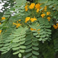 بذور الجاكرندا الصفراء - ابو المكارم‬(Tipuana tipu...