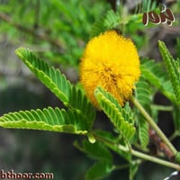 بذور طلح الفتنة -اكاسيا فرنسيانا (جملة)