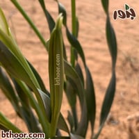 بذور النرجس البري-طيطان النرجس