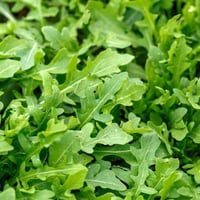 بذور نبات الجرجير (Eruca Sativa)