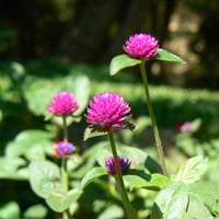 بذور زهرة دم العاشق - جمفرينا ( Gomphrena globosa...