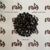 بذور نخيل ملوكي - Roystonea regia