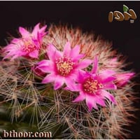 بذور صبار عمة القاضي (Echinocactus grusonii)