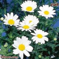 بذور اقحوان المروج(Chrysanthemum Paludosum)