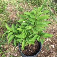 بذور فاكهة‬ ‫القشطة‬ ‫- Annona sp