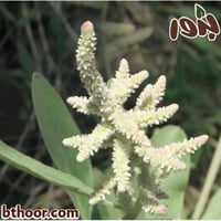 بذور الريل-الراء ( جملة )