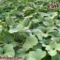بذور القثاء - الفقوس ( Cucumis melo flexuosus )