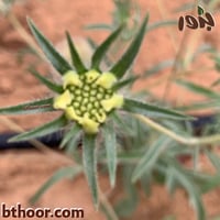 بذور طربة-ام قلاص (scabiosa stellata)