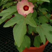 (Hibiscus sabdariffa) بذور الكركديه