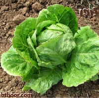 بذور الخس الأمريكي- خس ايسبيرغ (Crisphead Iceberg...