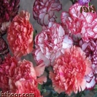 بذور قرنفل صيني ألوان متعددة ( Dianthus chinensis...
