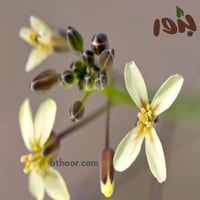 بذور عشبه الحرشاء (Brassica tournefortii)