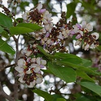 بذور شجرة البونجاميا‬ - Millettia pinnata