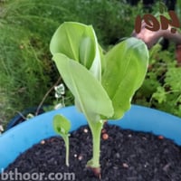 بذور التابوبيا الوردية-شجرة البوق الوردي-تابوبيا ر...