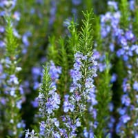 بذور اكليل الجبل - روز ماري ( Rosmarinus officinal...