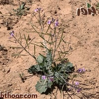 بذور اليهق ( الجرجير البري) - Diplotaxis acris