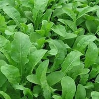 بذور نبات الجرجير (Eruca Sativa)