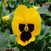 بذور زهرة بانسي الصفراء - بنفسج الثالوث(Viola x wi...