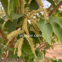 بذور ترمناليا‬ ‫ارجوان‬ ‫(Terminalia arjuna)