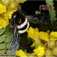 بذور البونسيانا الصفراء - بلتفورم (جملة)