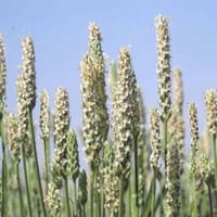 بذور عشبة الربلة( Plantago ovata )
