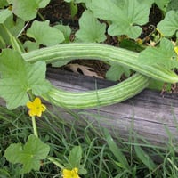 بذور القثاء - الفقوس ( Cucumis melo flexuosus )