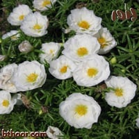 بذور رجلة الزهور جراند - الوان متعددة(بورتولاكا) P...