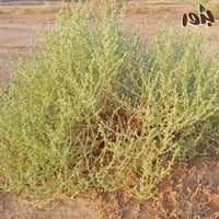 بذور الشنان -العجرم ( جملة )