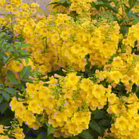 بذور شجرة تيكوما ستانس‬ - Tecoma Stans