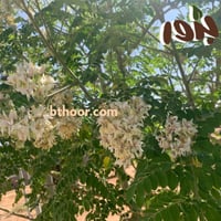 بذور المورينجا‬ ‫اوليفيرا‬ -المورينجا الهندية( Mor...