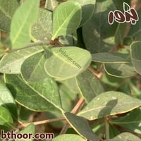 بذور حناء بلدي جملة