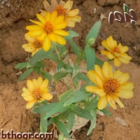 بذور زهرة الزينيا الصفراء قزمي ( Zinnia angustifol...