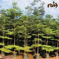 بذور شجرة الترمناليا منتالي ( Terminalia Mantaly )