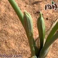 بذور النرجس البري-طيطان النرجس