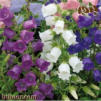 بذور زهرة الجرس – الزهرة الزجاجية (Campanula)