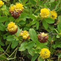 بذور عشبة النفل (Trifolium)