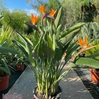 بذور شجيرة عصفور الجنة ( Strelitzia Nicolai )