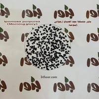 بذور مجد الصباح (بنفسجي ) Ipomoea purpurea