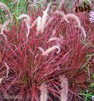 بذور الحلفاء حمراء جملة