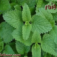 بذور عشبة المليسه-المليساء ( Melissa officinalis )