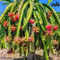 بذور فاكهة التنين - الدراجون الاحمر ( Selenicereus...