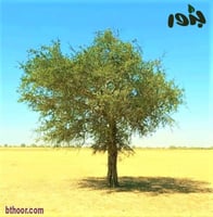 بذور شجرة الهجليج - اللالوب - تمر الصحراء ( Balani...