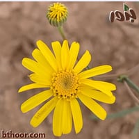 بذور المكنان ( launaea angustifolia )