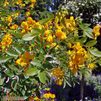 بذور عشبة سنامكي ( Senna acutifolia )