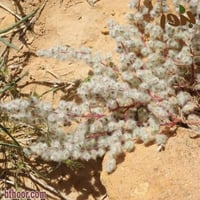 بذور القطينة جملة