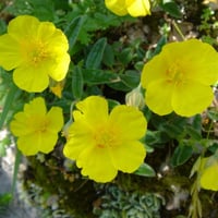 بذور الرقروق المصاحب للكمأة أو الفقع ( Helianthemu...