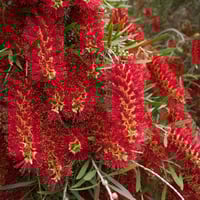 بذور فرشاة‬ ‫الزجاج‬ ‫- Callistemon Viminalis