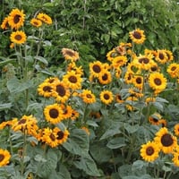 بذور دوار الشمس ( Helianthus annuus )